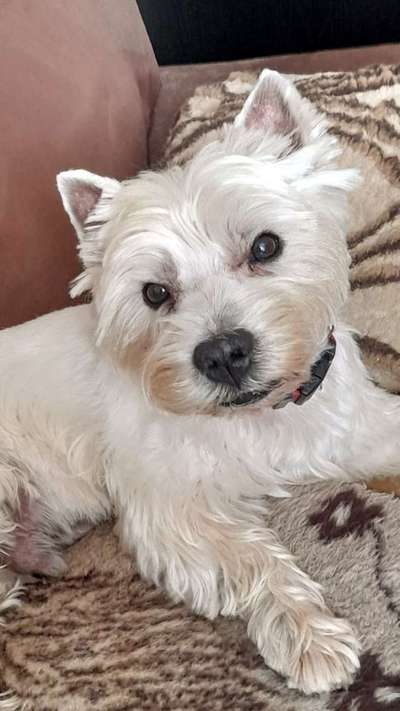 Reinrassige Hunde?-Beitrag-Bild