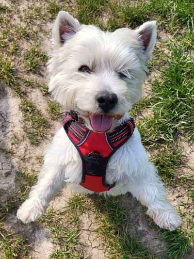 Westie-Beitrag-Bild
