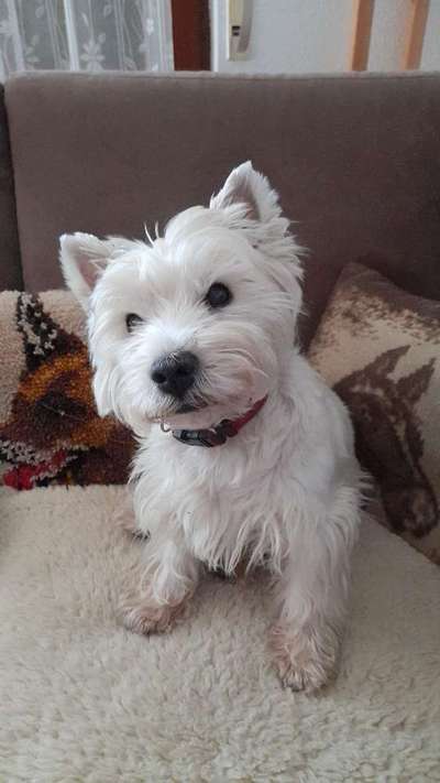 Alles rund um den Pudel-Beitrag-Bild