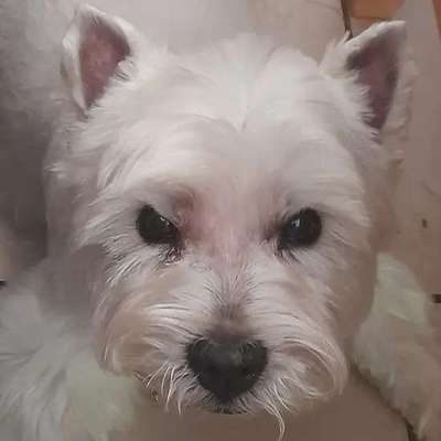 Hunderunde-Beitrag-Bild