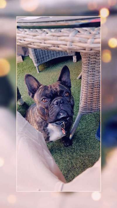 Französische Bulldoggen-Beitrag-Bild