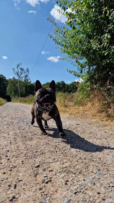 Französische Bulldoggen-Beitrag-Bild