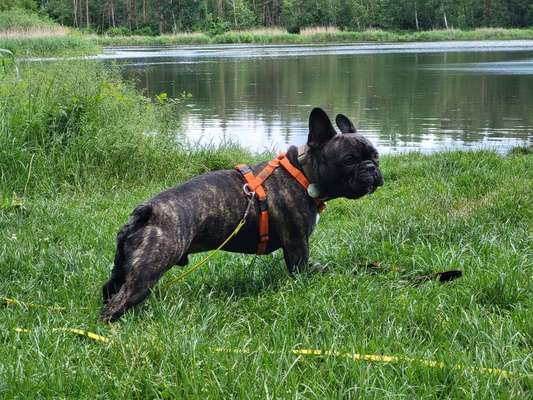 Französische Bulldoggen-Beitrag-Bild