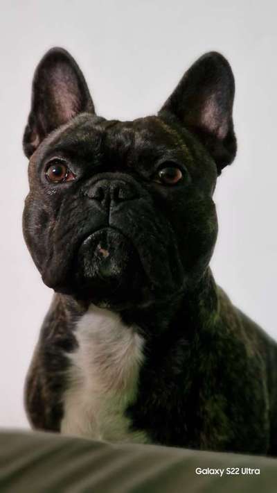 Französische Bulldoggen-Beitrag-Bild