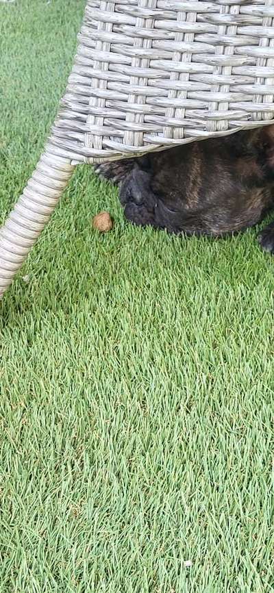 Französische Bulldoggen-Beitrag-Bild