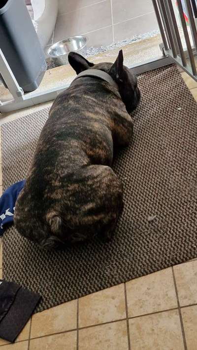 Französische Bulldoggen-Beitrag-Bild