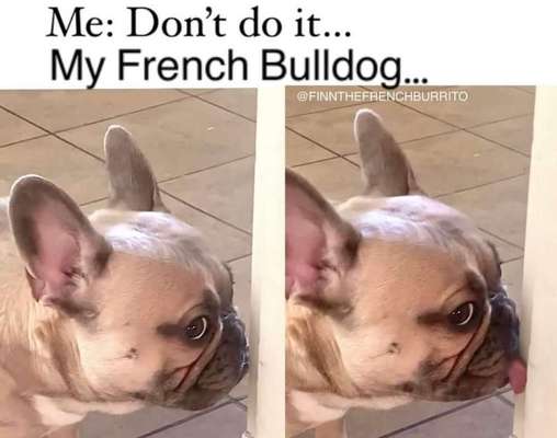 Französische Bulldoggen-Beitrag-Bild