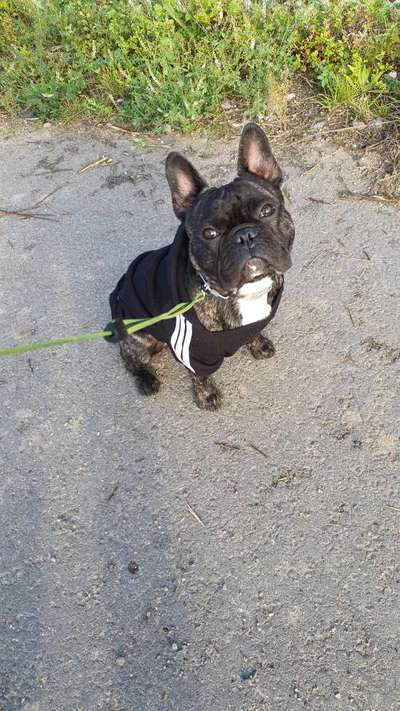 Französische Bulldoggen-Beitrag-Bild