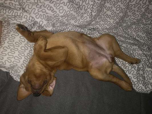 Die Dogorama Wochen Challenge-Beitrag-Bild