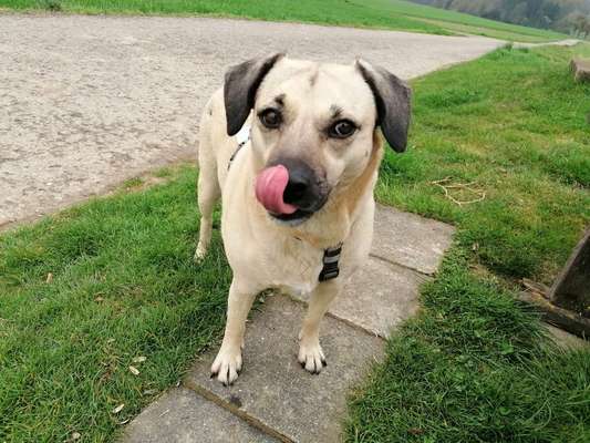 Hundetreffen-Rhein Neckar Kreis-Bild