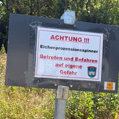 Giftköder-Eichenprozessionsspinner-Bild