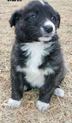 Welpen Bilder !-Beitrag-Bild