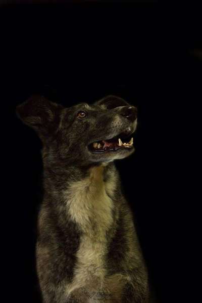 Bardino-Beitrag-Bild