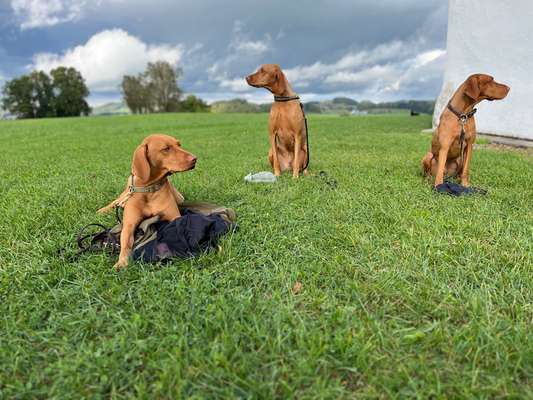 Giftköder-Hunde-Bootcamp-5 Tage und Dein Hund hört-Bild