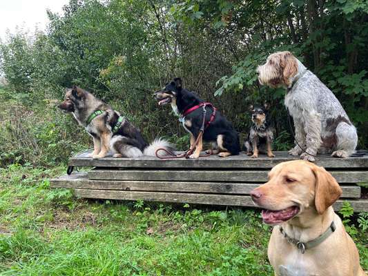 Giftköder-Bootcamp-5Tage und dein Hund hört-Bild