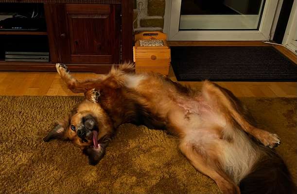 Dogorama Photo Challenge - Zeigt her eure Bäuche-Beitrag-Bild