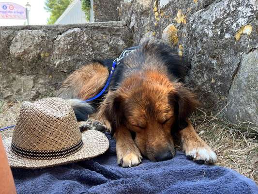 Dogorama Photo Challenge - Schattiges Plätzchen-Beitrag-Bild