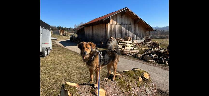 Hunde aus Bulgarien-Beitrag-Bild