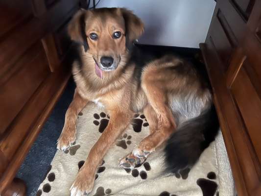 Auslandstierschutz-Beitrag-Bild