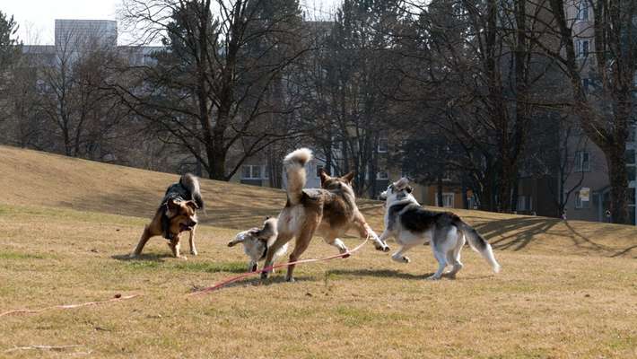 FOTO CHALLENGE 77 - Dein Hund im Spiel-Beitrag-Bild