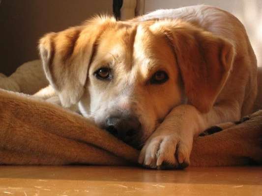 Unsere Fellnasen im Regenbogenland-Beitrag-Bild