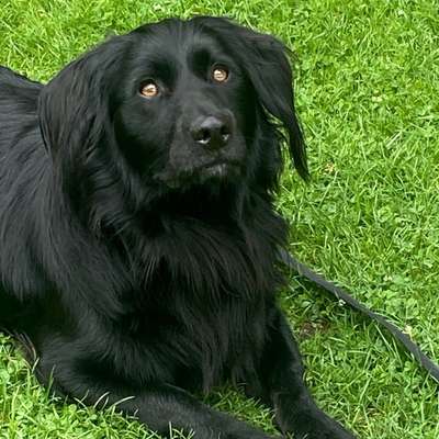 Hundetreffen-Gemeinsame Gassirunden, Training und Spaß-Bild