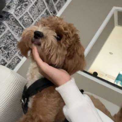 Hundetreffen-Hundekumpel gesucht/Gassirunde, Spielrunde…-Bild