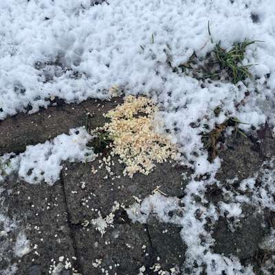 Giftköder-Mögliche Giftköder-Bild