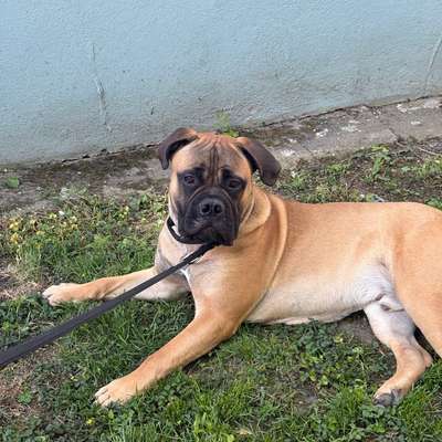 Bullmastiff-Beitrag-Bild