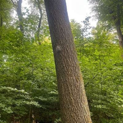 Giftköder-EPS im Plänterwald Nähe Plansche-Bild