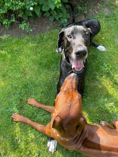 Deutsche Doggen Besitzer zeigt euch-Beitrag-Bild