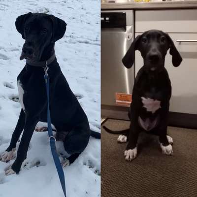 Deutsche Doggen Besitzer zeigt euch-Beitrag-Bild