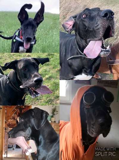 20. Collagen Challenge - "Lustige Schnappschüsse"-Beitrag-Bild