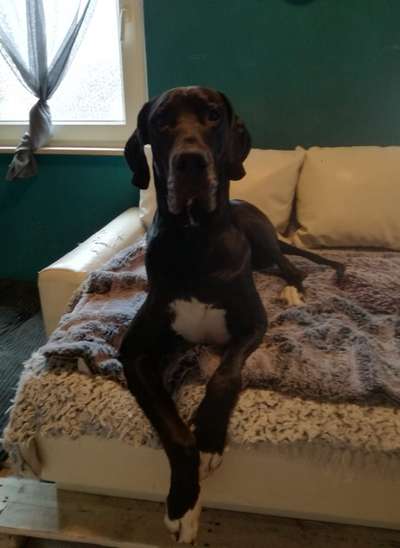 Deutsche Doggen Besitzer zeigt euch-Beitrag-Bild