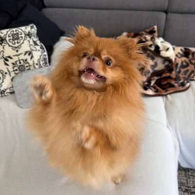 Hundetreffen-Trainingspartner für Hundebegegnungen gesucht-Bild