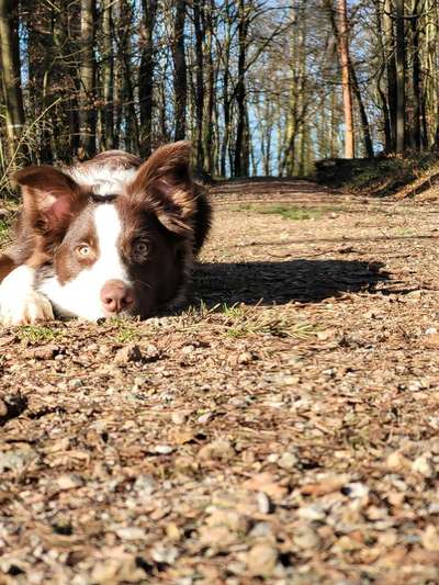 Hundetreffen-Social Walk-Bild