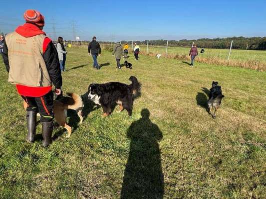 Hundeauslaufgebiet-Hundefreilauf Neuss-Bild