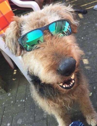 Airedale Terrier-Beitrag-Bild