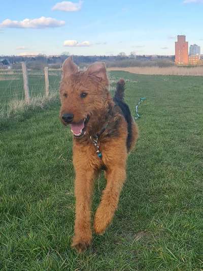 Airedale Terrier-Beitrag-Bild