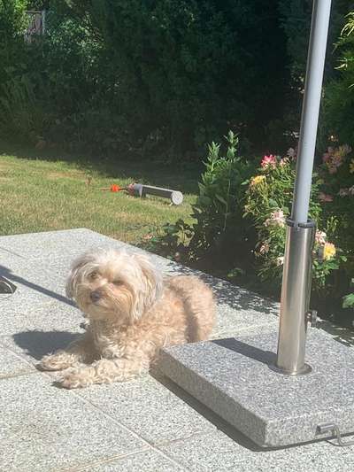 Bolonka Zwetna Freunde-Beitrag-Bild