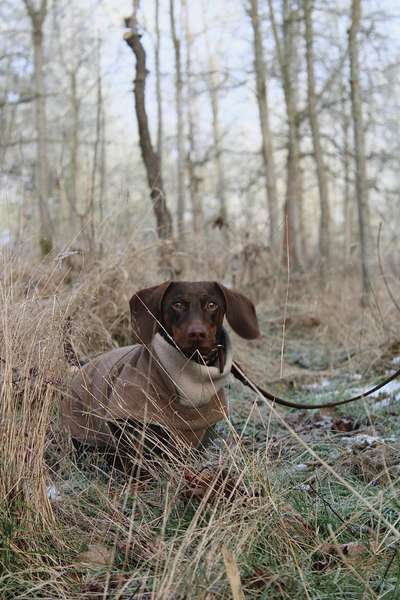 Hundetreffen-Dackeltreffen / Kleine Hunde-Treffen-Bild