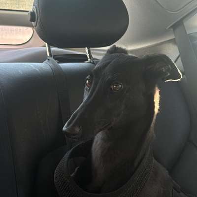 Hundetreffen-10 Monate alter Galgo sucht Windhundfreunde in Moabit / Mitte / Charlottenburg / Wedding-Bild