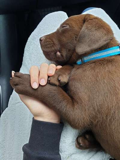 Welpen Bilder !-Beitrag-Bild