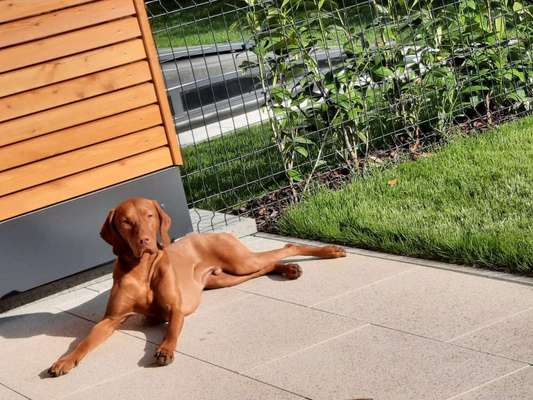 Magyar Vizsla UK-Beitrag-Bild