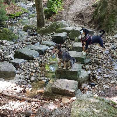 Hundetreffen-Wandergruppe-Bild