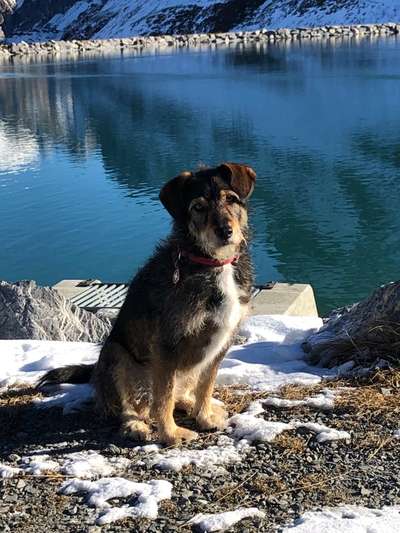 Mischlingshunde Foto Aufruf-Beitrag-Bild