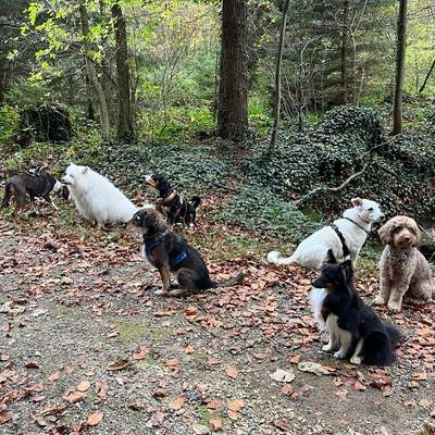 Hundetreffen-Hunde-Wandergruppe Zürcher Oberland🇨🇭🐩🐕🐕‍🦺🐶-Bild