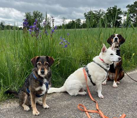 Hundetreffen-Hunde-Wandergruppe🇨🇭🐩🐕🐕‍🦺🐶-Bild