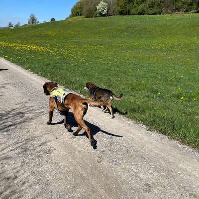 Hundetreffen-Abigspaziergang  „zäme go laufe“ 🦮🐕‍🦺🐾🐩🐕-Bild