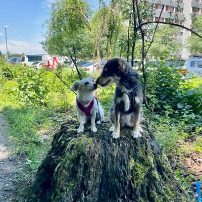 Hundetreffen-Spaziergang mit Übungen für den 🐕‍🦺 auf dem Vitaparcours-Bild